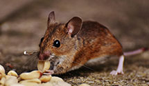 24 Hour & Emergency Exterminators in Frogsboro, NC